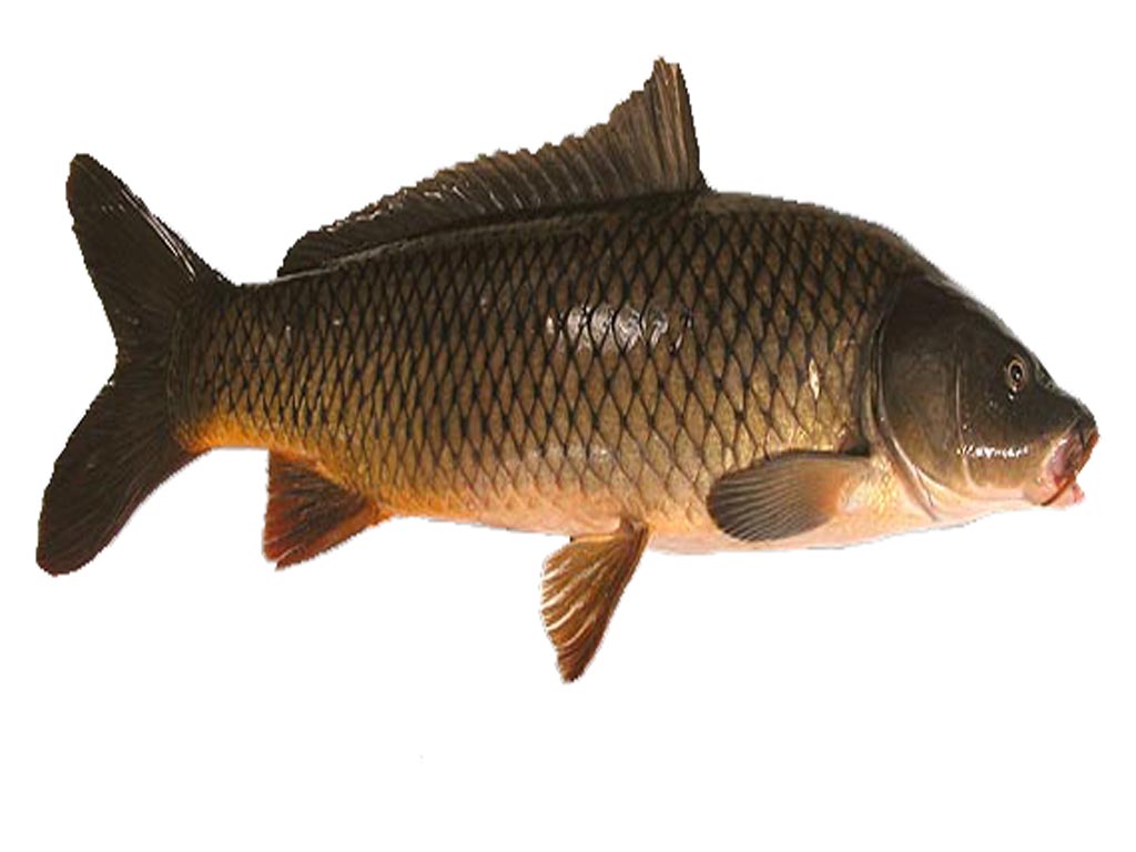 Common Carp Fish, Common Carp Fish Farming, Commercial - HD Wallpaper 