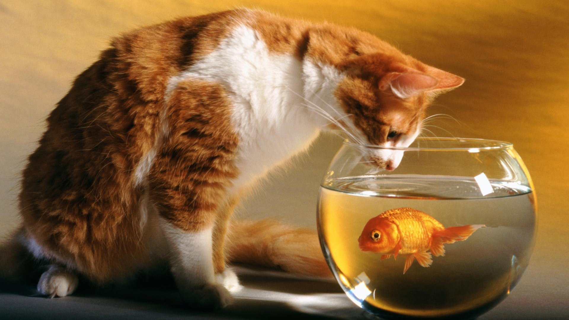 Cat And Fish Wallpaper - Cat And The Fish - HD Wallpaper 
