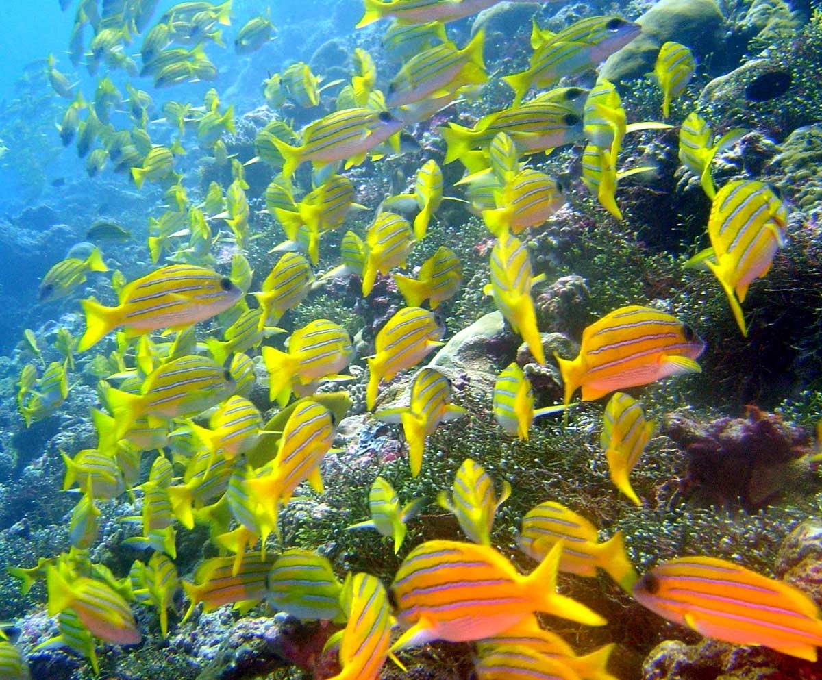 Under The Sea - HD Wallpaper 