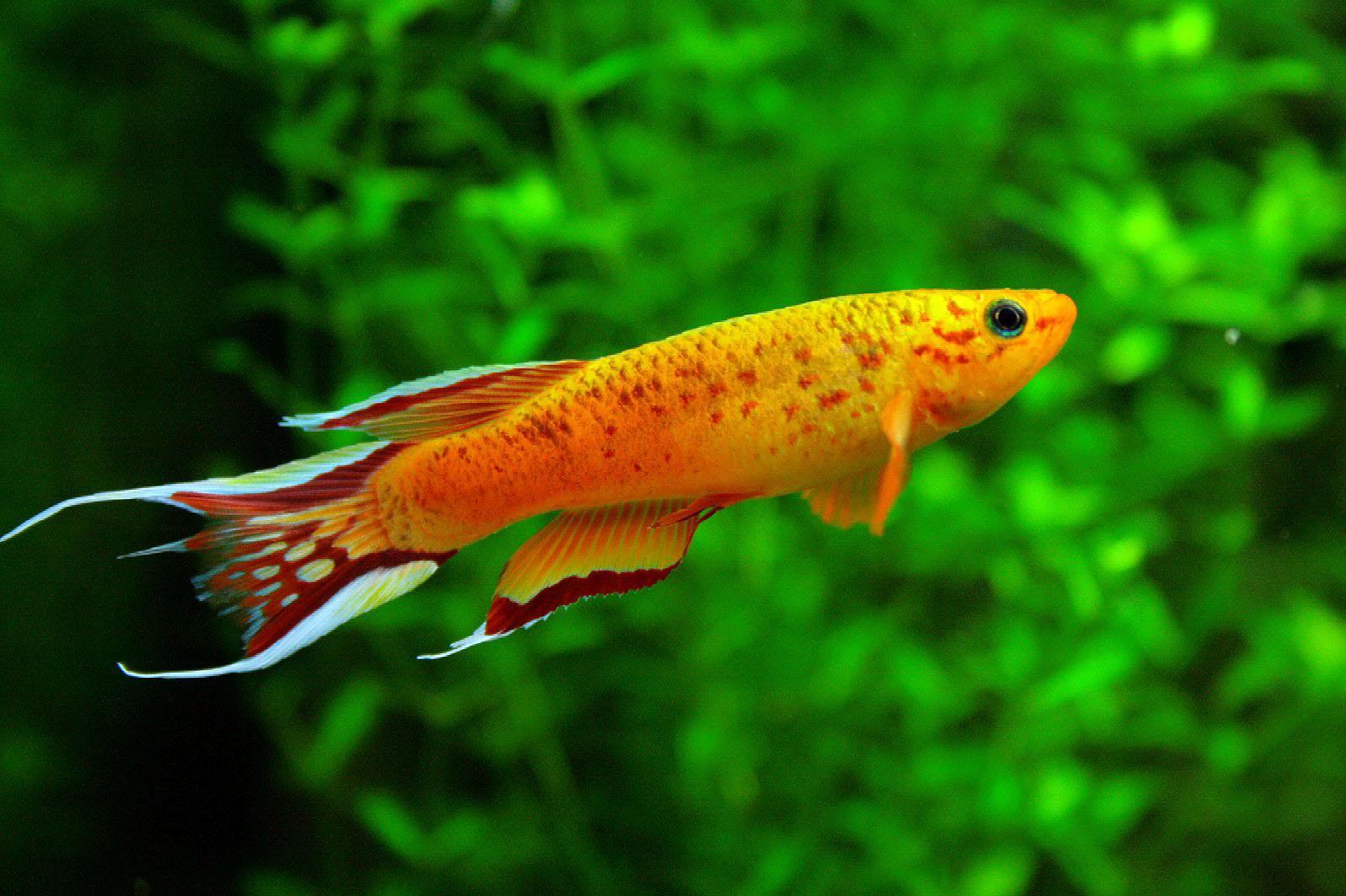 Freshwater Fish Wallpapers In Best Px Resolutions - Aquarium Freshwater  Small Fish - 1596x1063 Wallpaper 