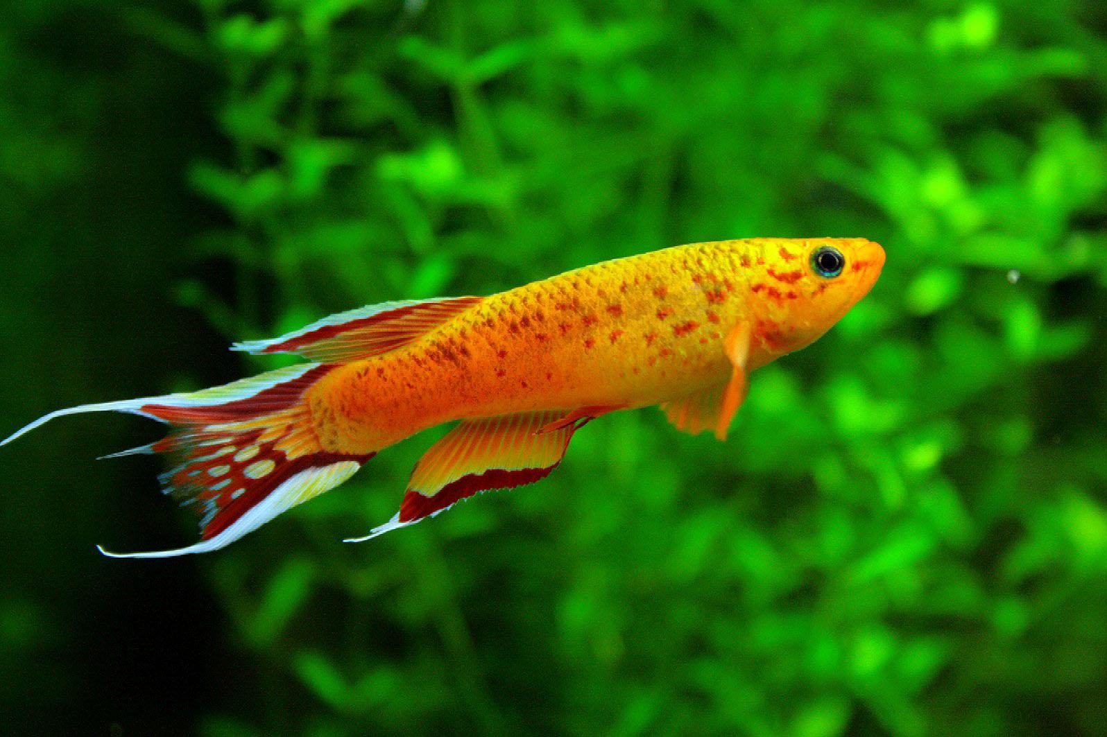 Freshwater Fish Wallpapers In Best Px Resolutions - Aquarium Freshwater Small Fish - HD Wallpaper 