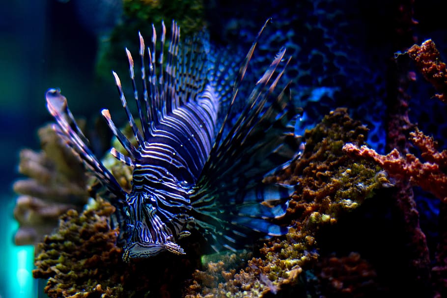 Usa, Norwalk, Ocean, Sea, Fish, Wallpaper, Background, - Lionfish - HD Wallpaper 