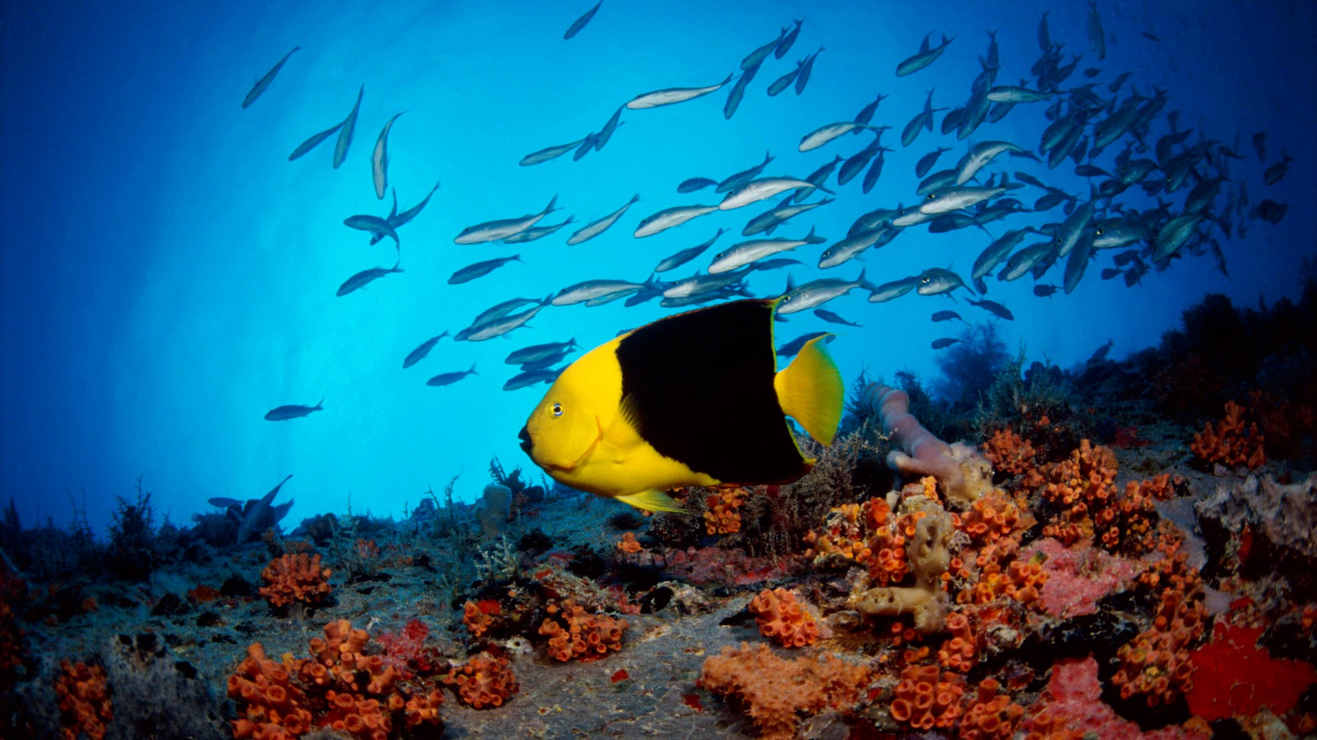 Download 1080p Fish Pictures Hd Computer Wallpaper - Sugar Beach St Lucia Reef - HD Wallpaper 
