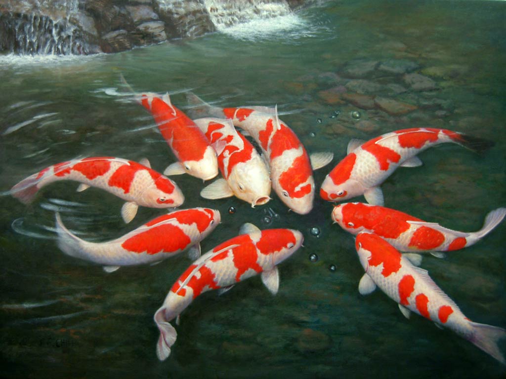 Carp Wallpaper - Koi Fish Hd - HD Wallpaper 