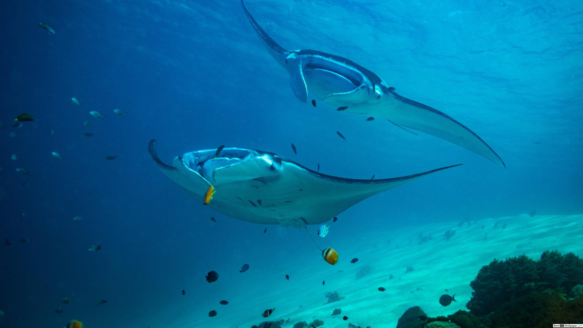 Manta Rays - HD Wallpaper 