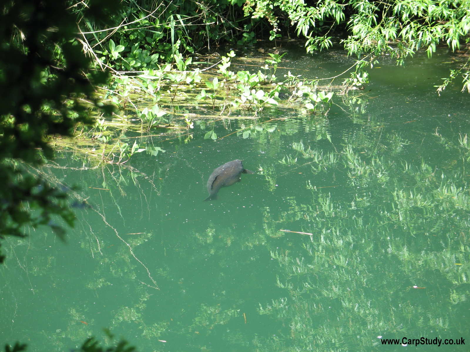 Big Carp - HD Wallpaper 