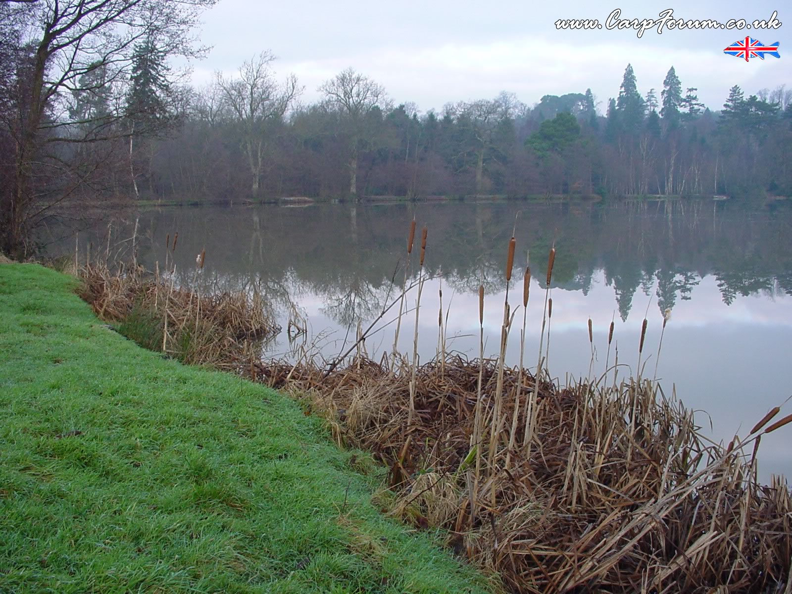 Grass - HD Wallpaper 