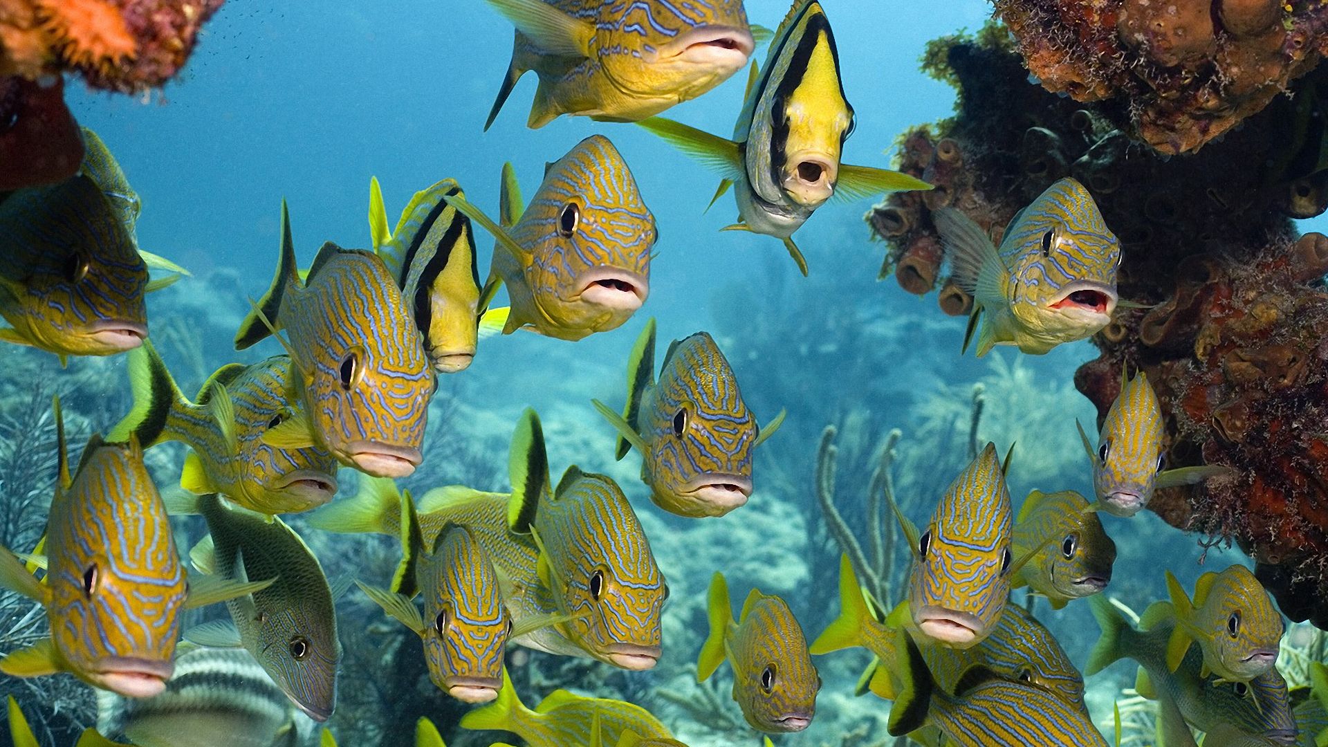 Top Tropical Fish Pics - Banco De Imagenes Hd - HD Wallpaper 