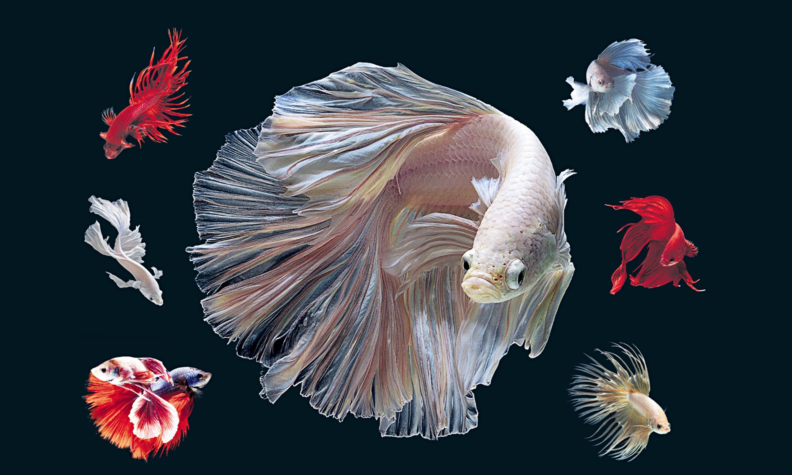 Desktop Background Betta Fish - HD Wallpaper 