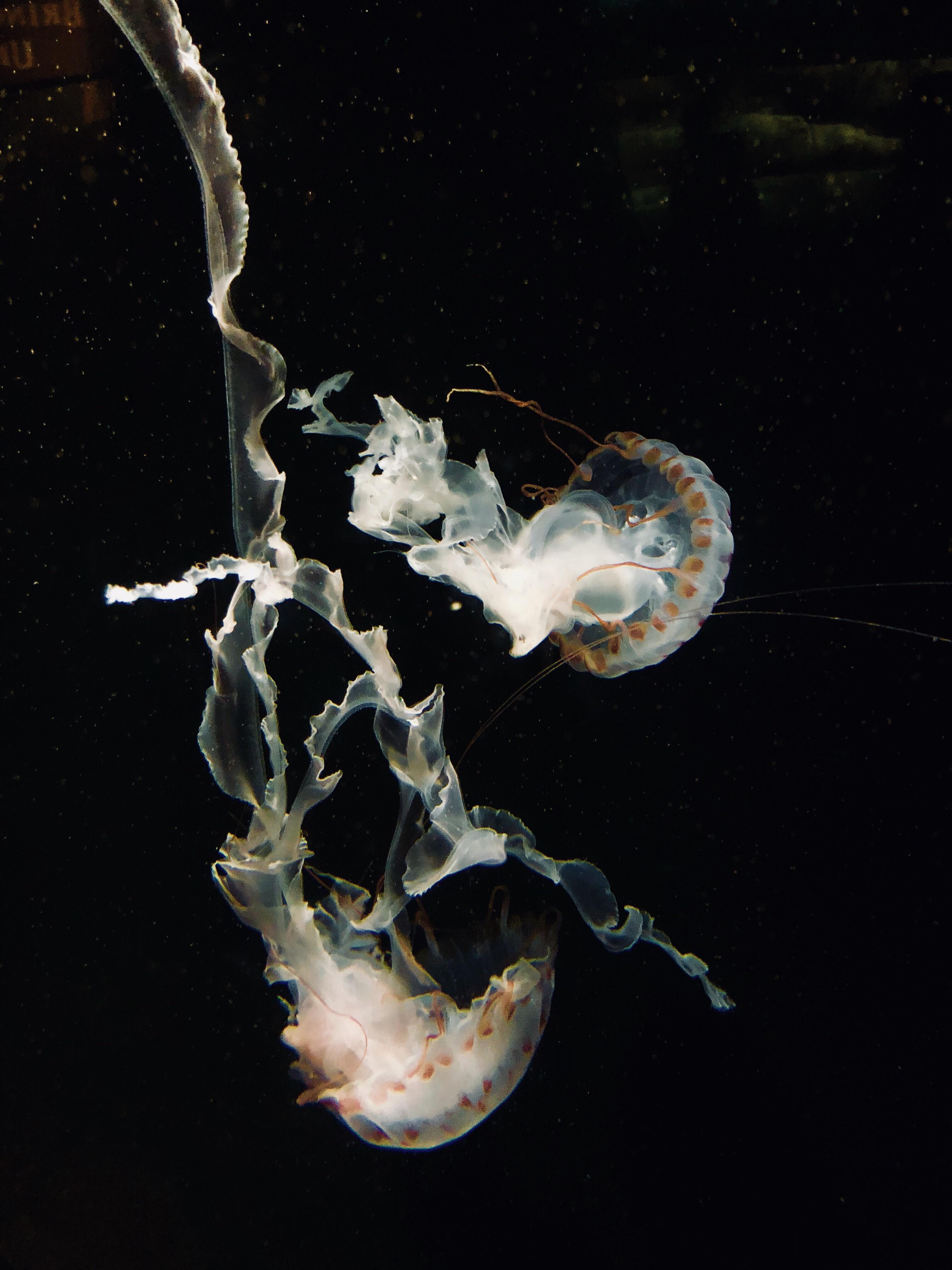 Jellyfish - HD Wallpaper 