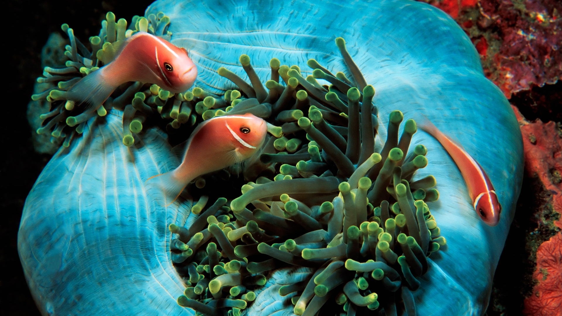 Wallpaper Anemonefish Variegated Underwater Tropic - Wallpaper - HD Wallpaper 