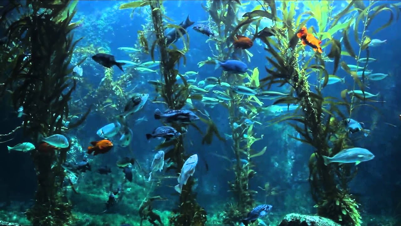fish tank full of fish
