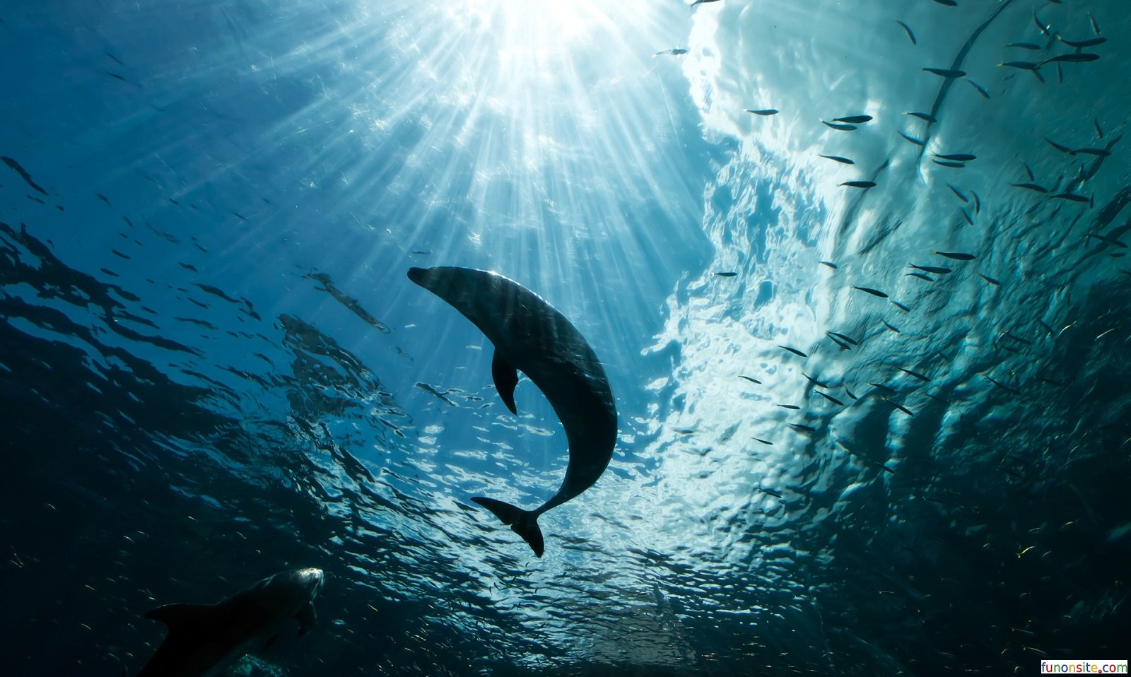 Fish Hd Wallpapers 1080p - Ocean Animal - HD Wallpaper 