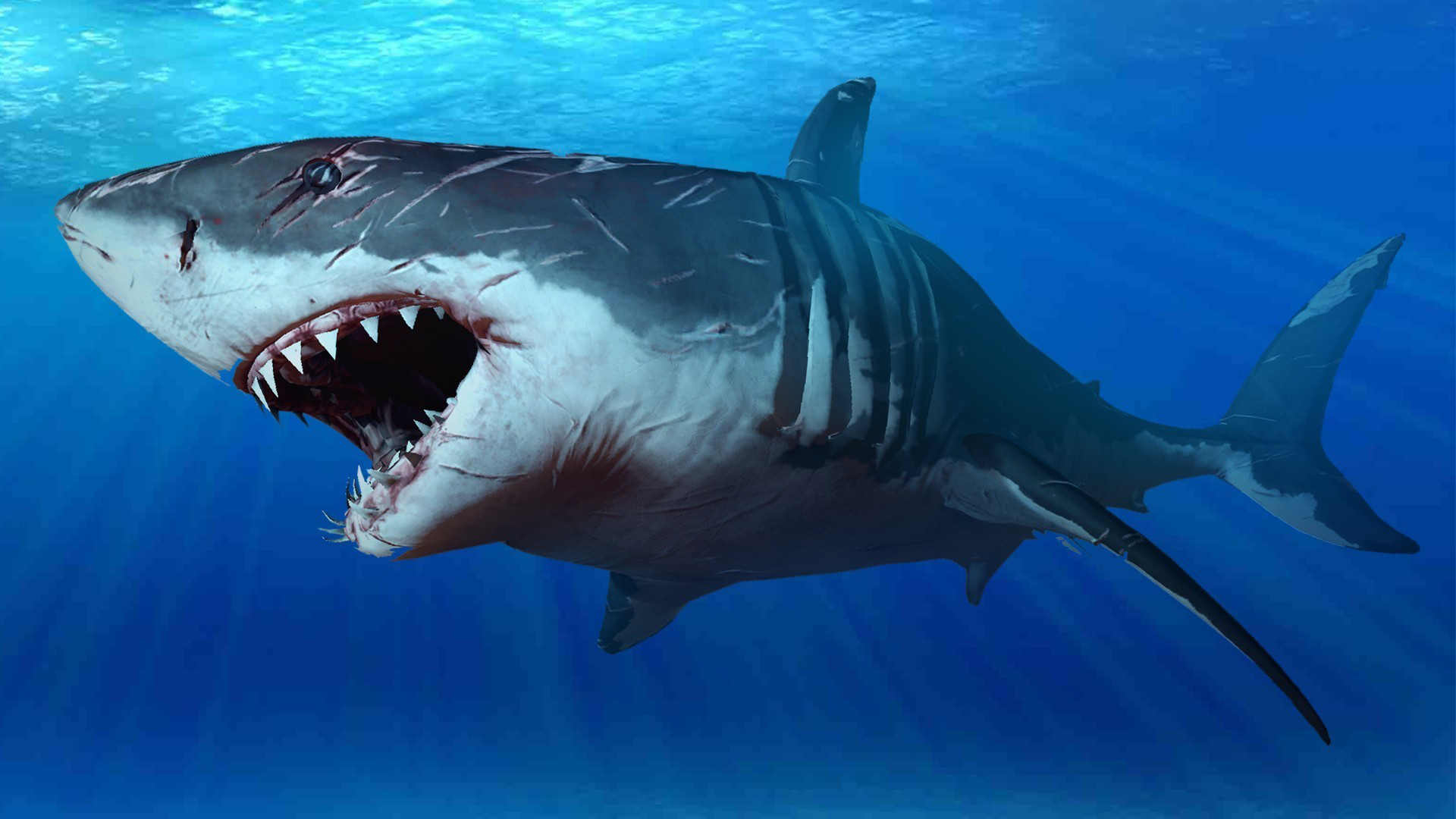 Great White Shark Hd - HD Wallpaper 