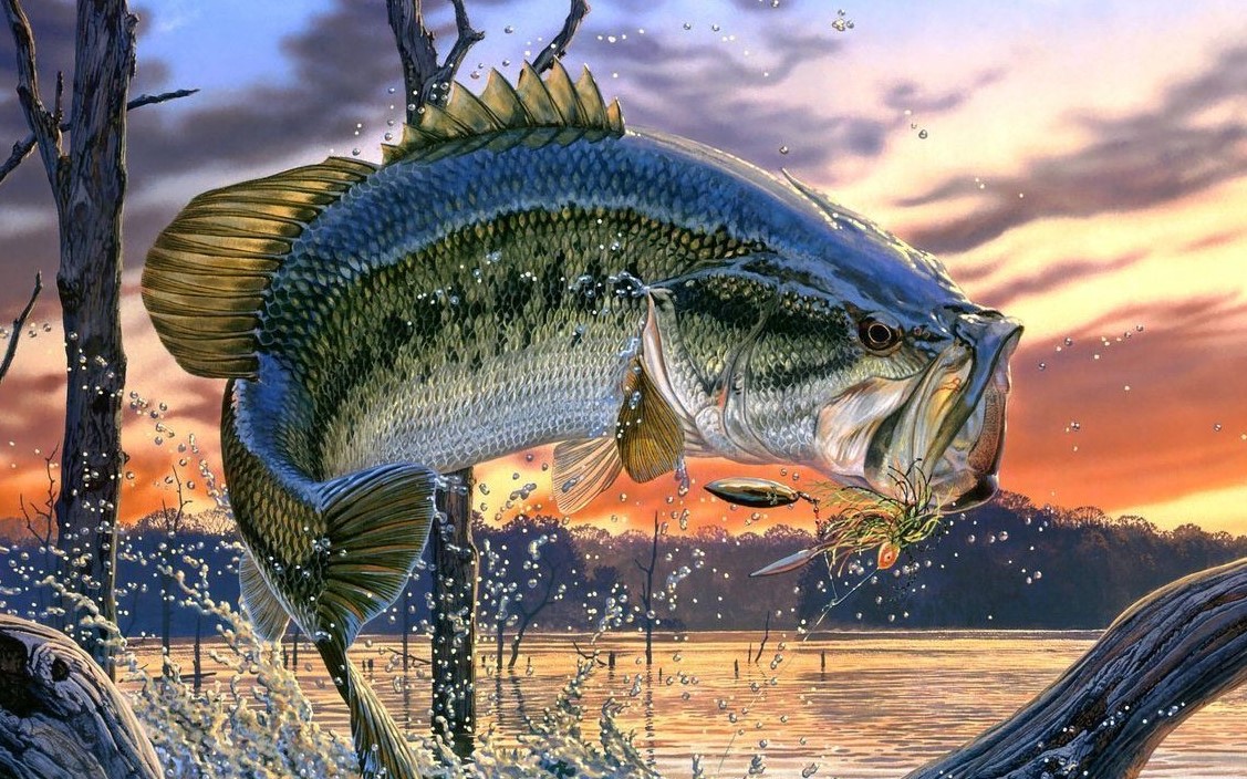 Fishing Wallpaper Fishing Wallpapers - Cool Bass Pictures Fish - HD Wallpaper 