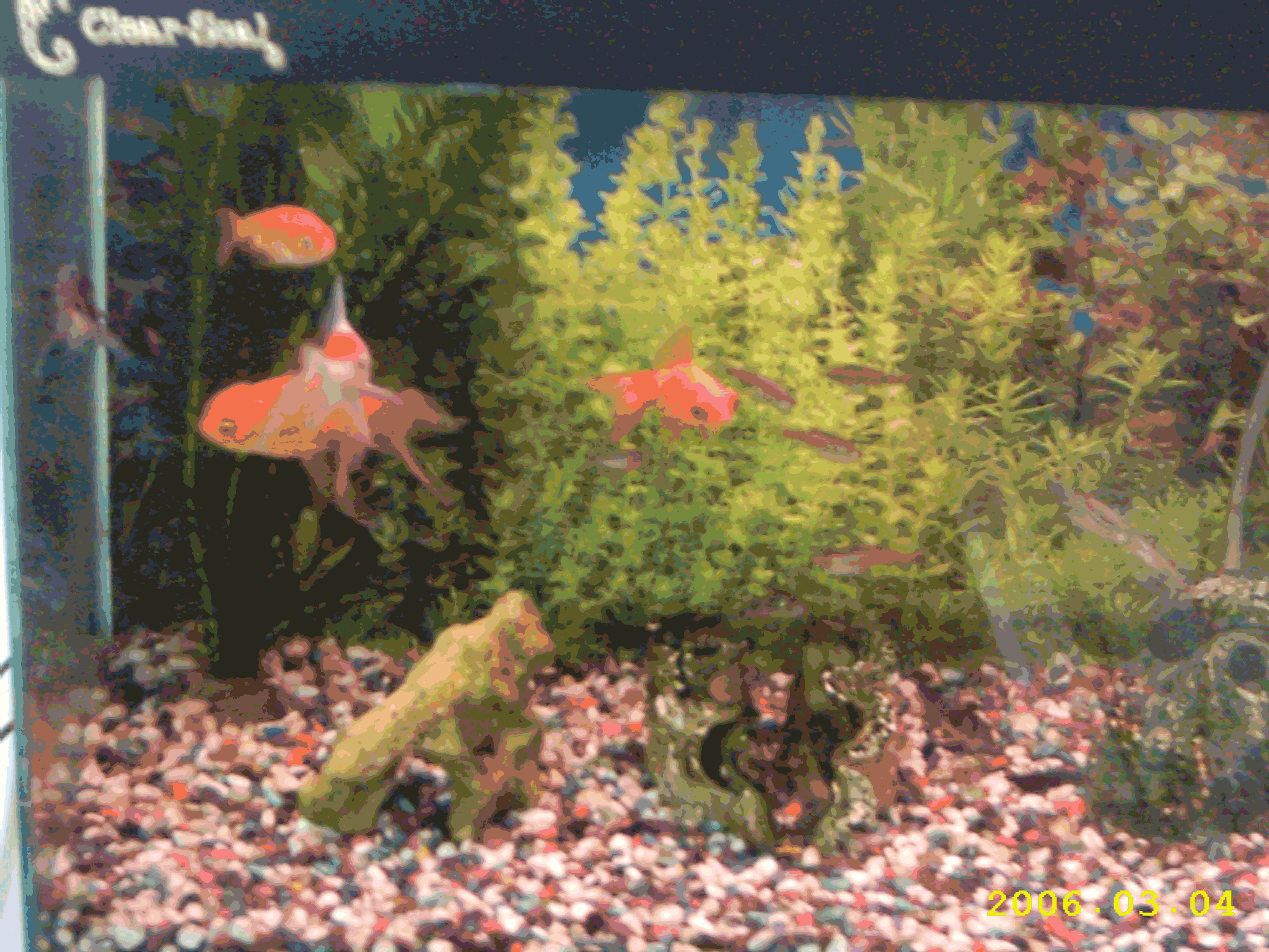 Cold Water Fish Tanl - Cold Water Aquarium Fish - HD Wallpaper 