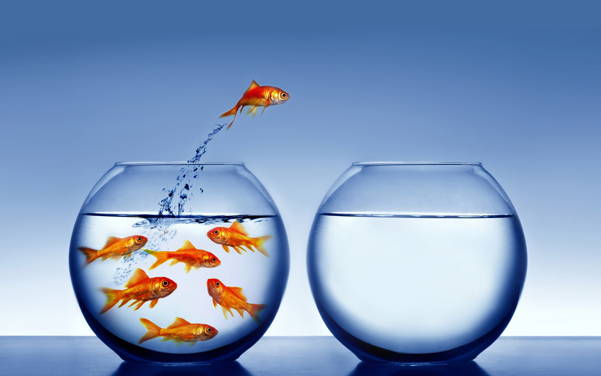 Fish Jumping From One Bowl To Another - HD Wallpaper 