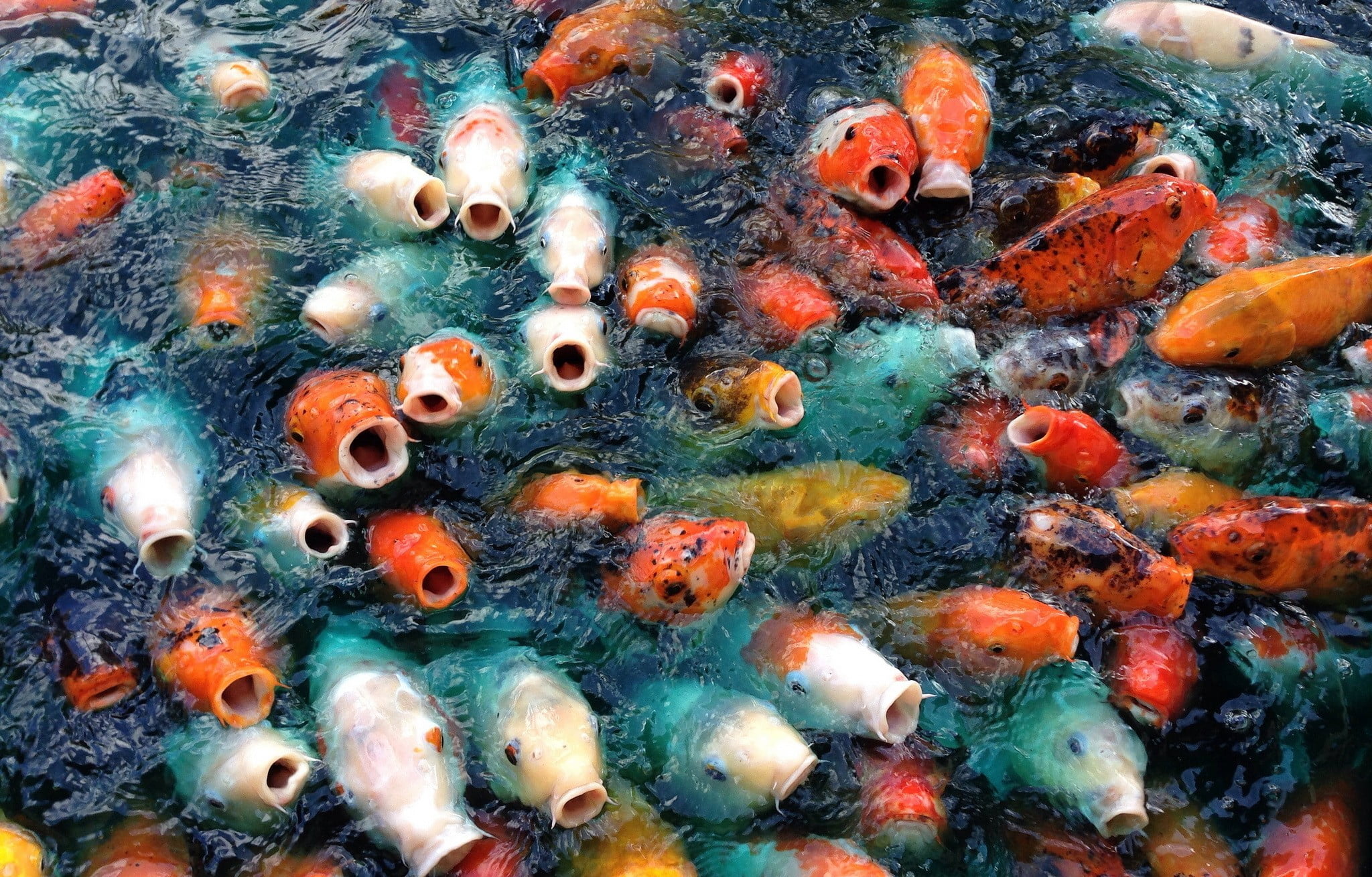 Koi Fish Picture Funny - HD Wallpaper 
