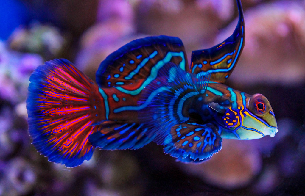 Beautiful Fish Download - Most Beautiful Fish - HD Wallpaper 