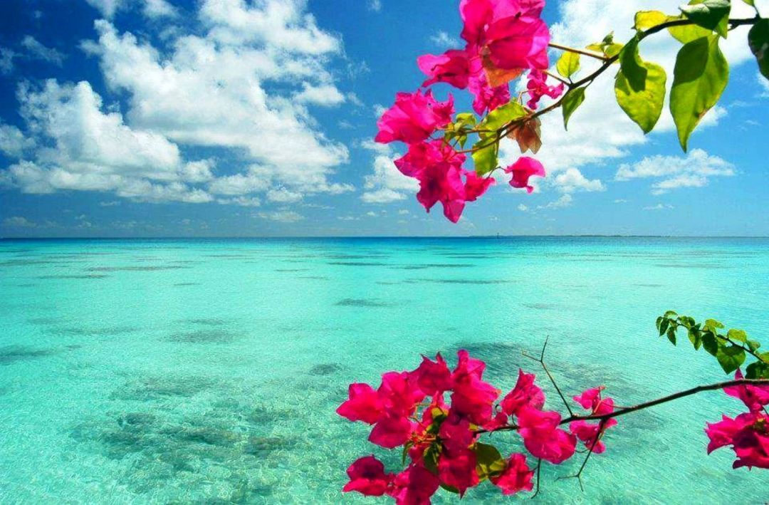 Android, Iphone, Desktop Hd Backgrounds / Wallpapers - Beautiful Beach And Flower - HD Wallpaper 