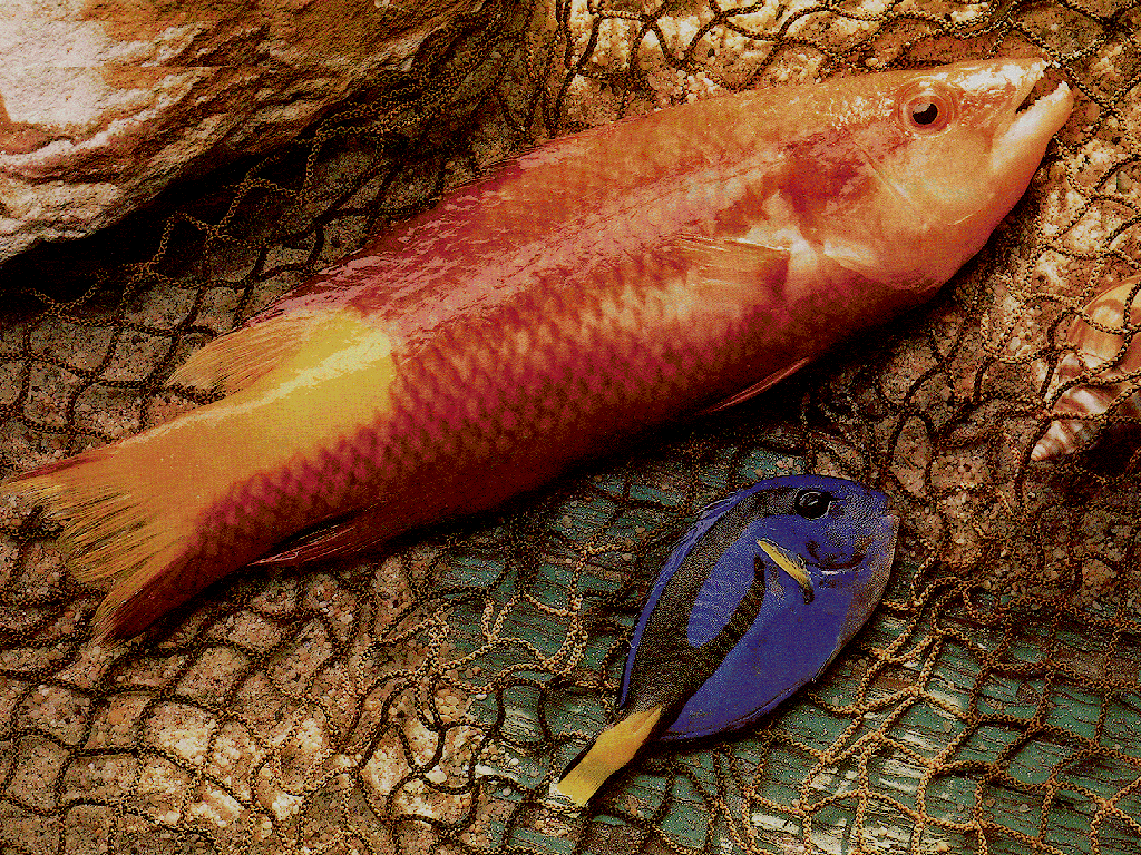 Coastal Cutthroat Trout - HD Wallpaper 