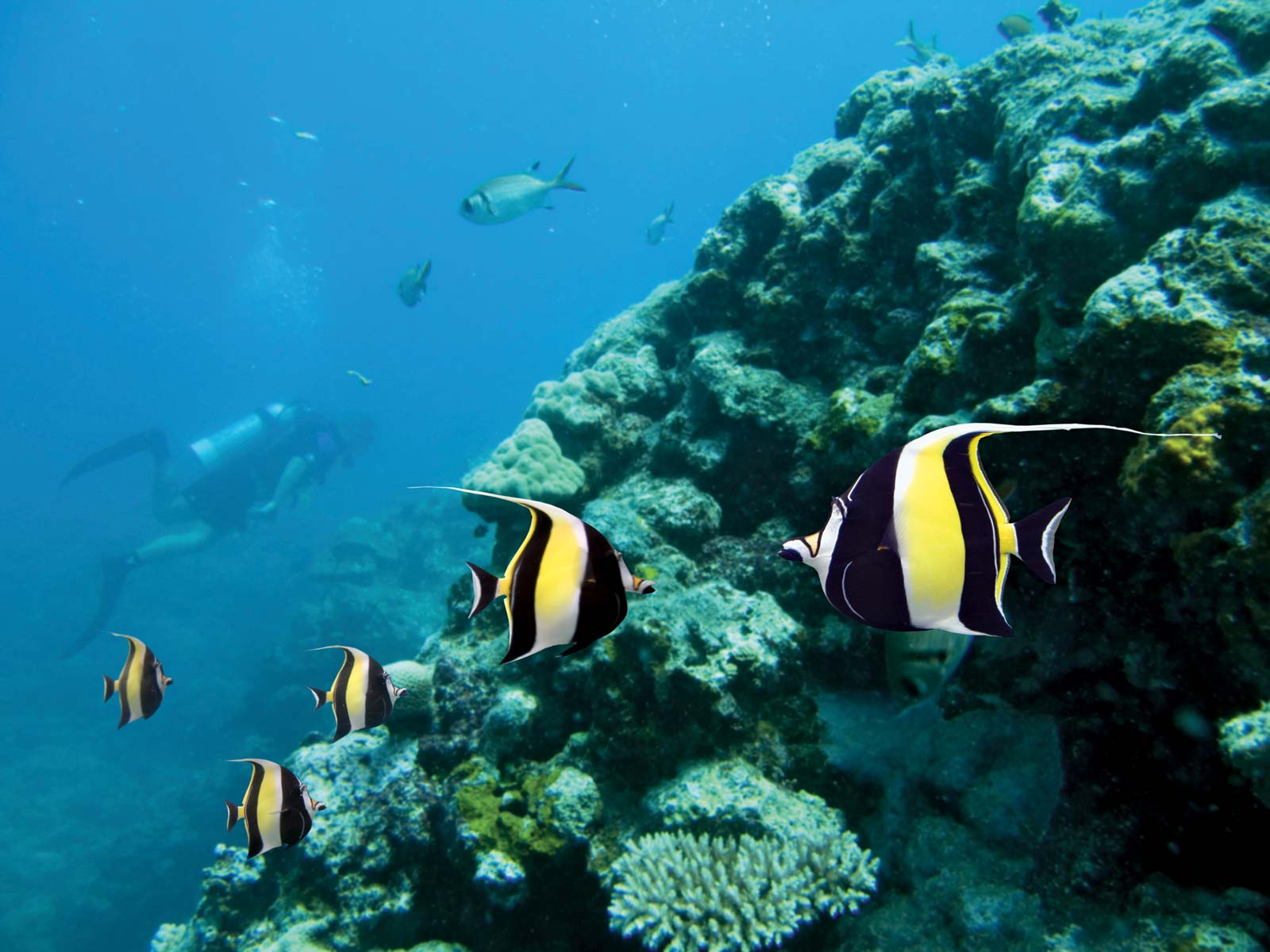 Moorish Idols In The Great Barrier Reef, Off The Coast - Coral Reef Fish - HD Wallpaper 