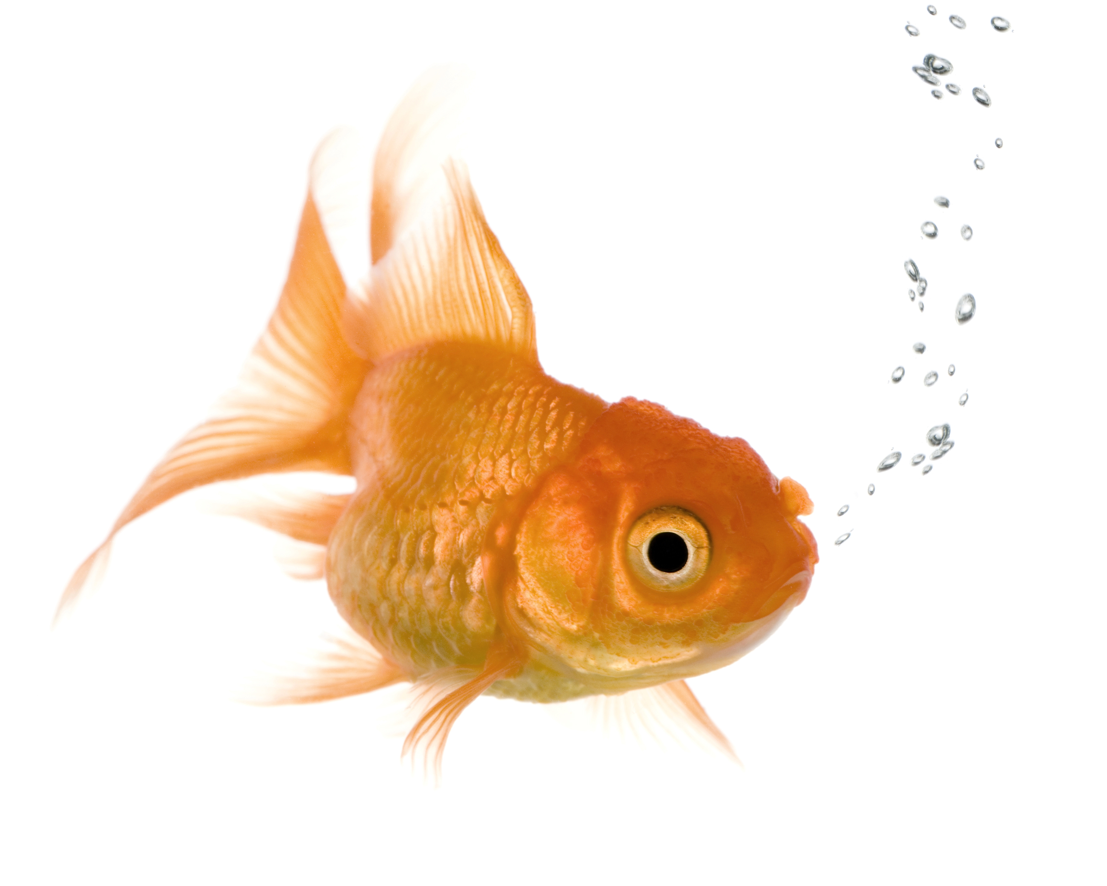 Goldfish - HD Wallpaper 