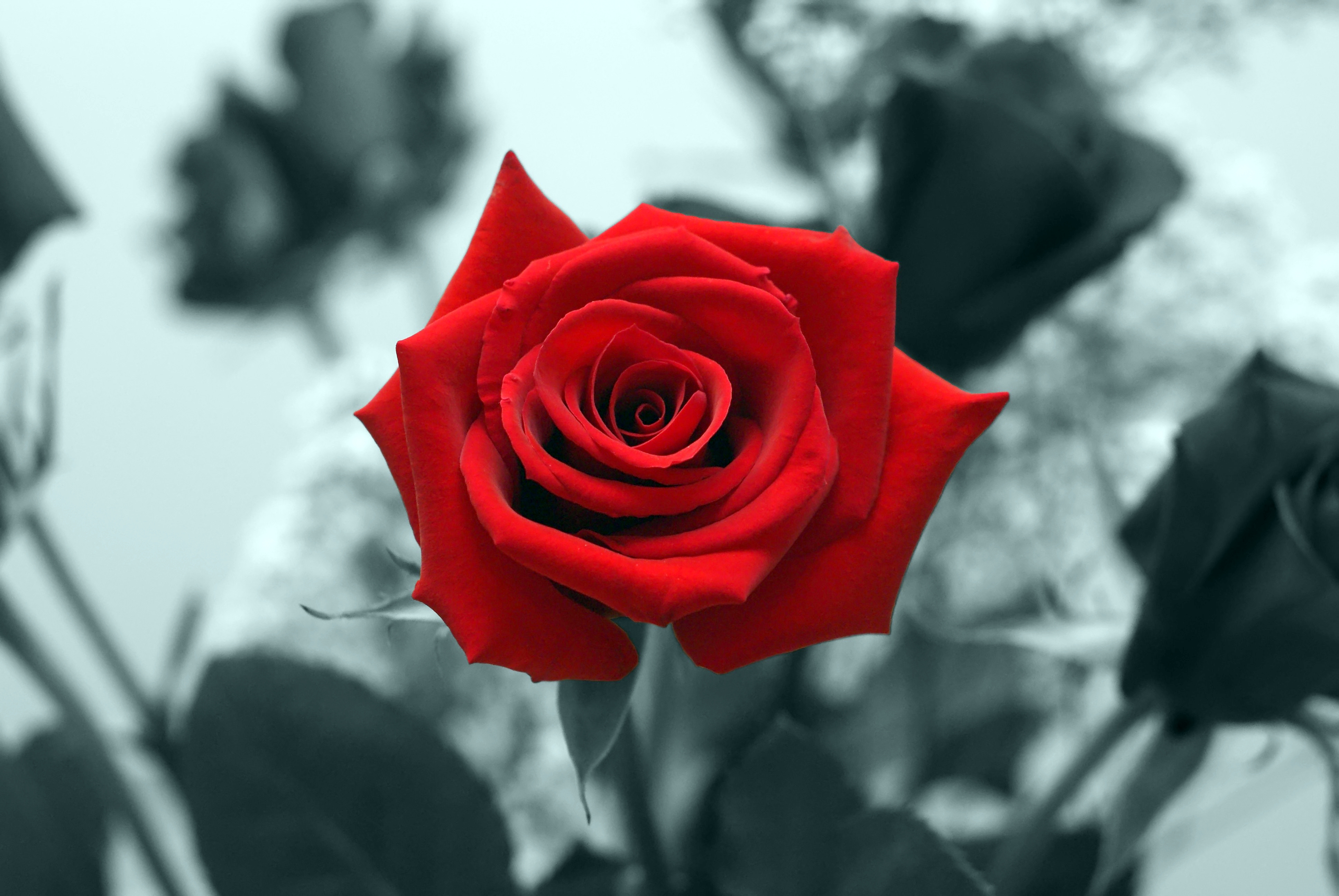 Red Rose Hd Wallpapers - Small Size Red Rose - 3872x2592 Wallpaper - Red Rose Hd Wallpapers - Small Size Red Rose - 3872x2592 Wallpaper -