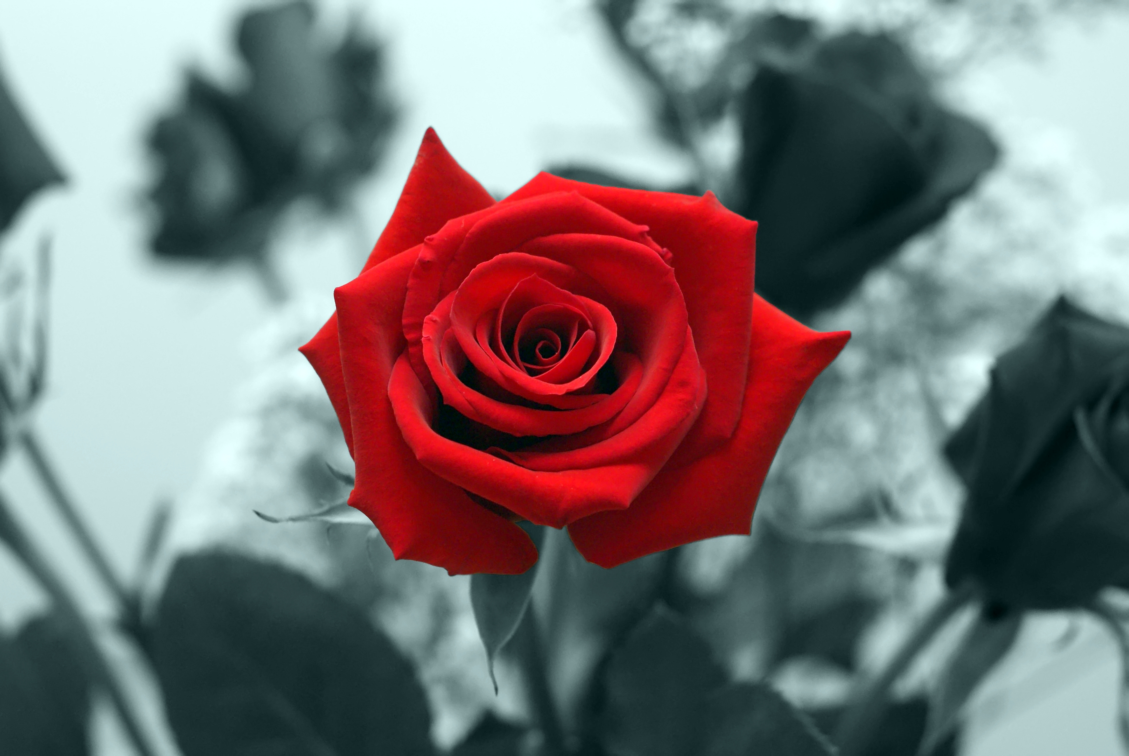 Red Rose Hd Wallpapers - Small Size Red Rose - HD Wallpaper 