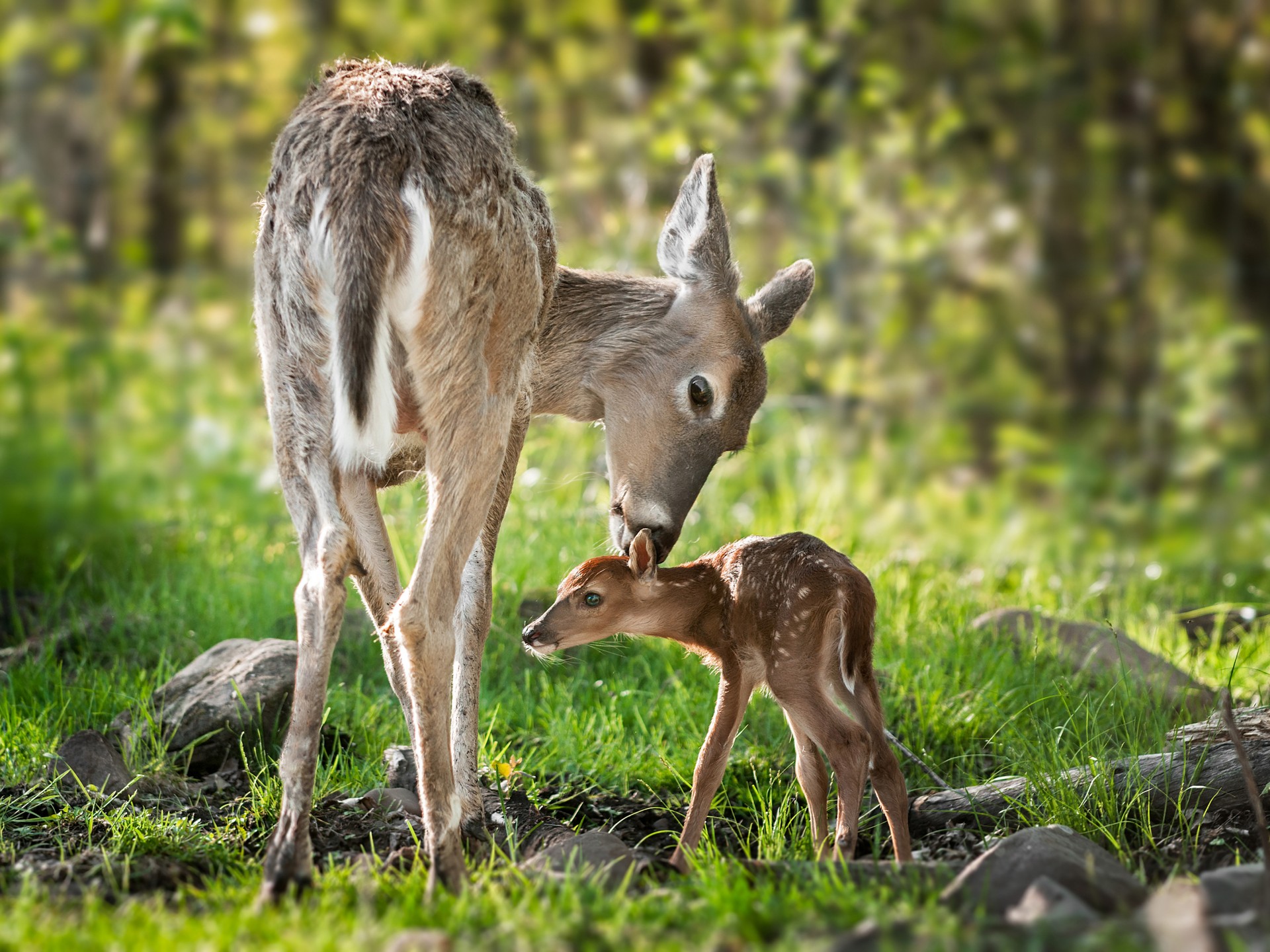 Spring Picture With Deer - HD Wallpaper 