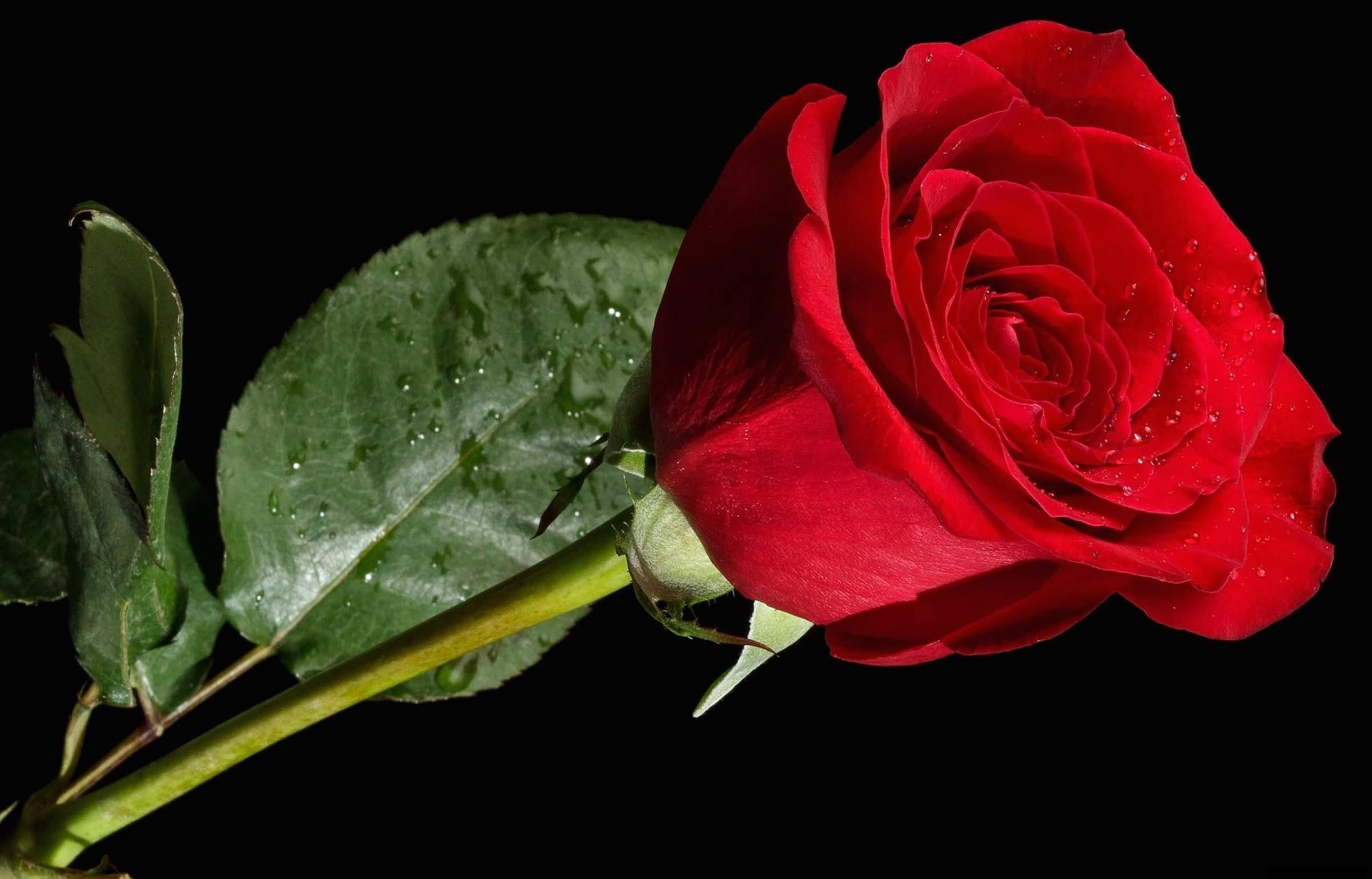 Red Rose Flowers With Black Background - HD Wallpaper 