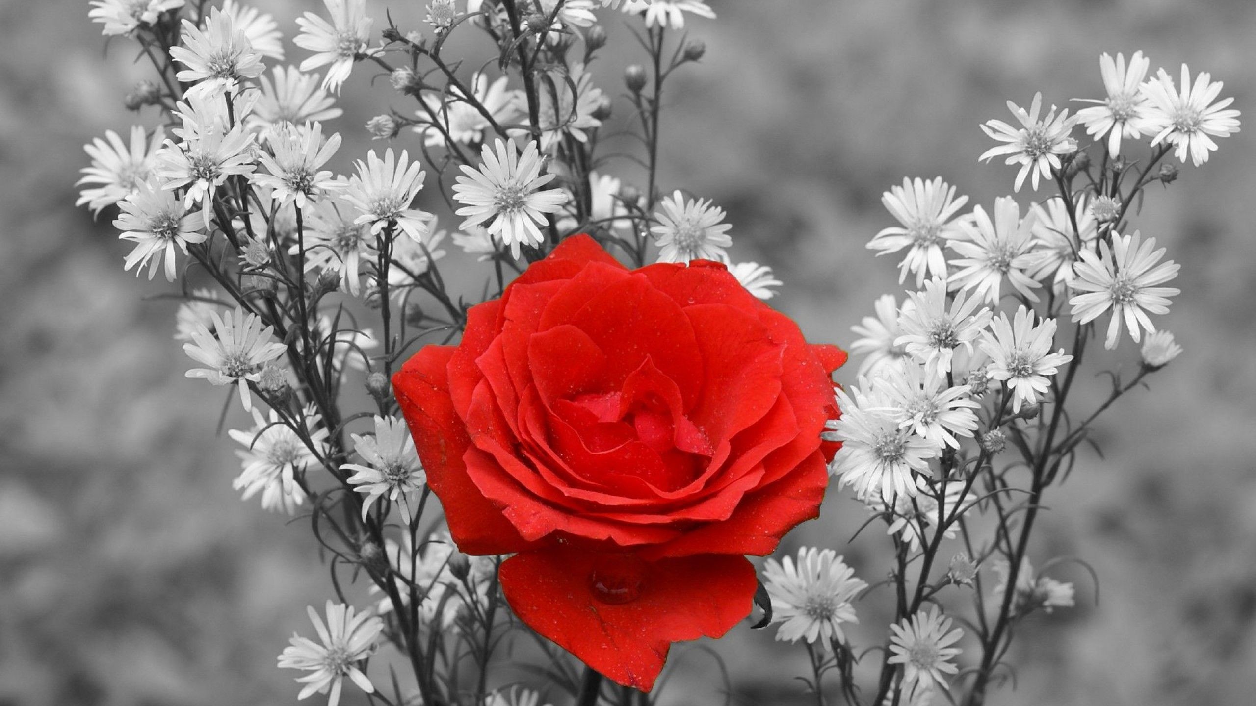 2560x1440, Red Rose Wallpaper 2560ã1440 - Black And White Flower Wallpaper Hd - HD Wallpaper 