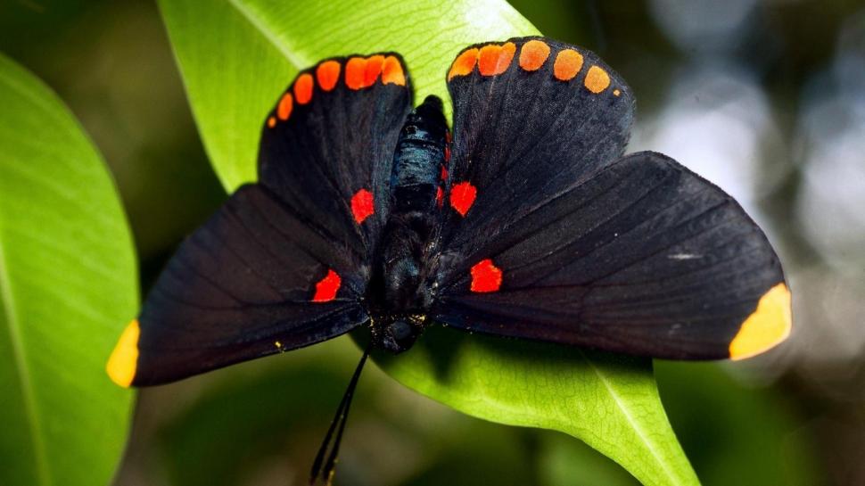A Black Butterfly Wallpaper,leaf Hd Wallpaper,black - Wallpaper - HD Wallpaper 