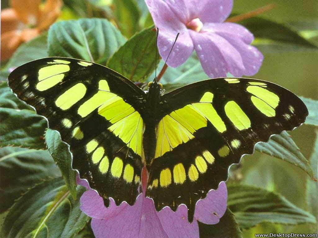 Yellow Black Butterfly - Yellowish And Black Butterflies - HD Wallpaper 