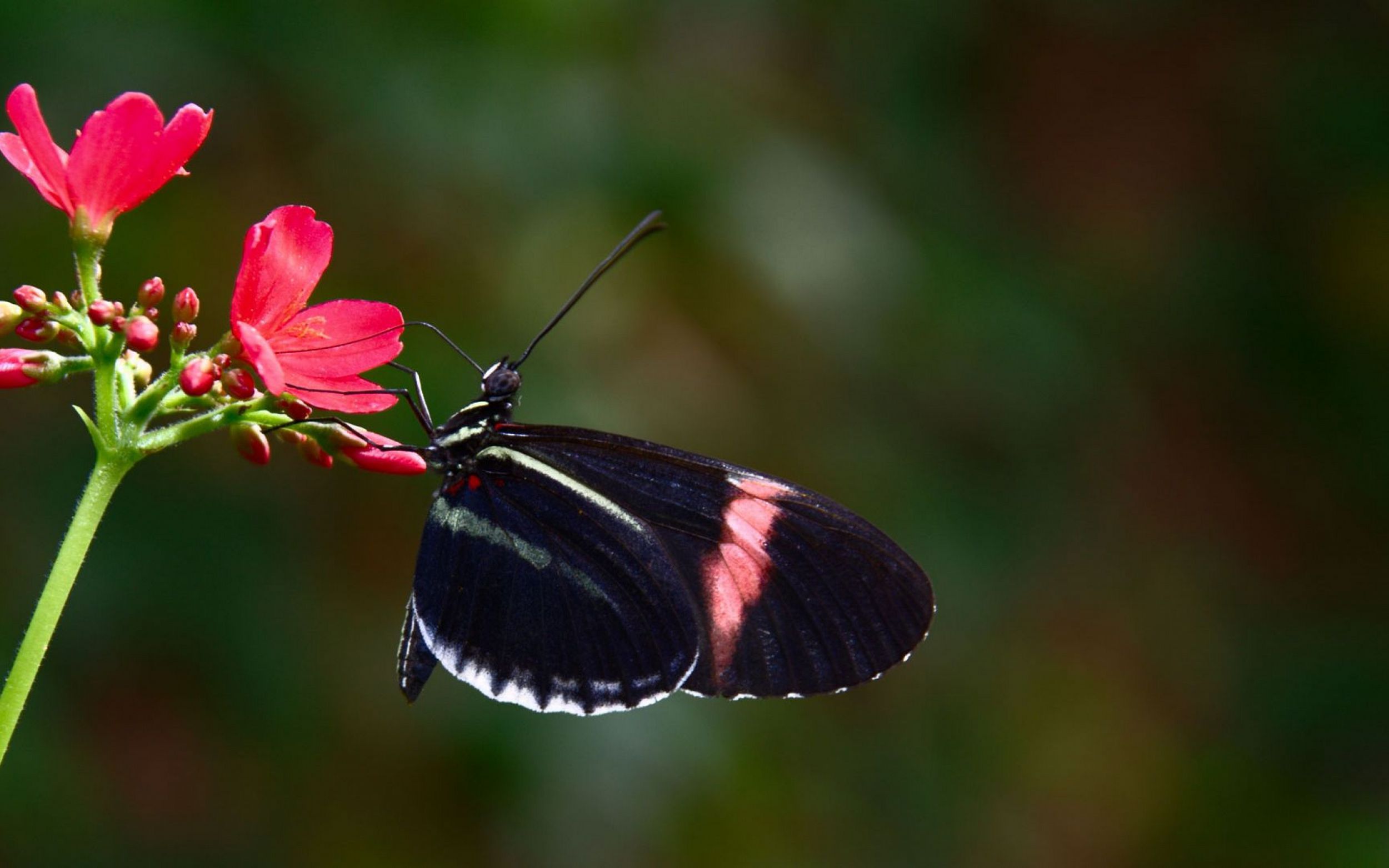 Black Butterfly Computer Wallpaper - Butterfly Flying Hd - HD Wallpaper 