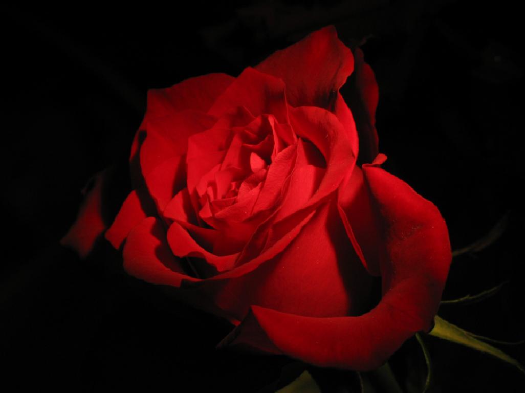 Creative Red Roses Black Wallpapers In High Quality, - Red Rose By Black Background - HD Wallpaper 