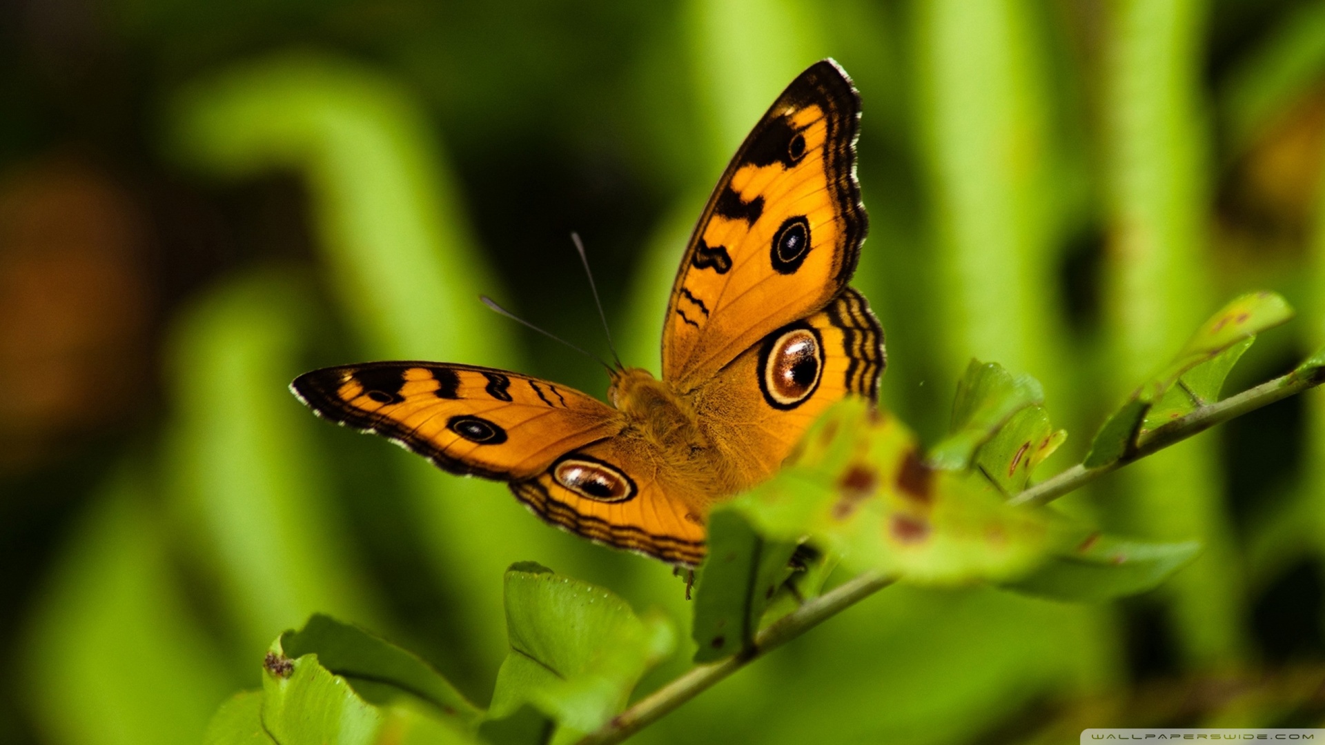 Orange And Black Butterfly Wallpaper - Cute Pictures Of Nature - HD Wallpaper 