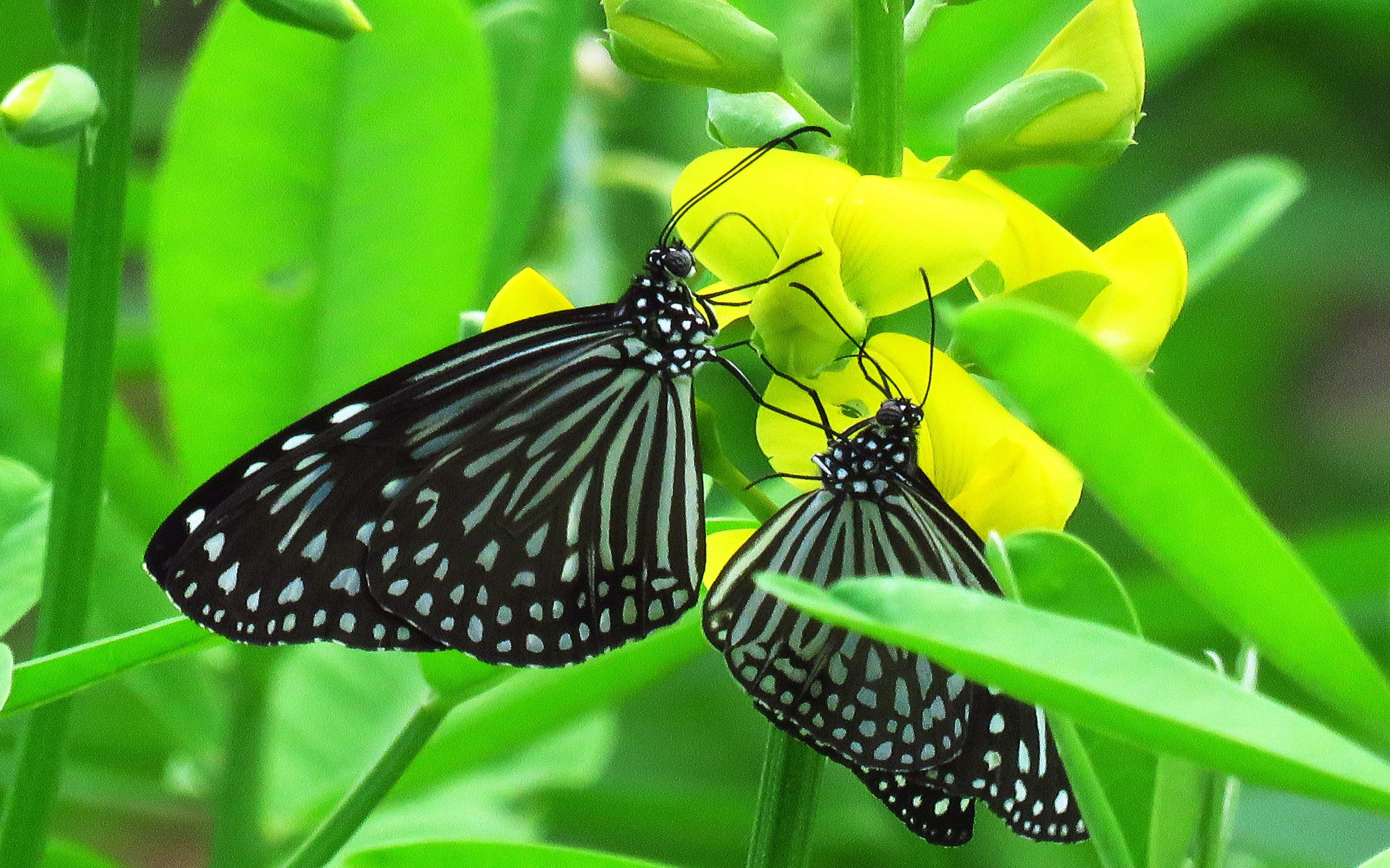 Beautiful Flower Images With Two Butterfly - HD Wallpaper 