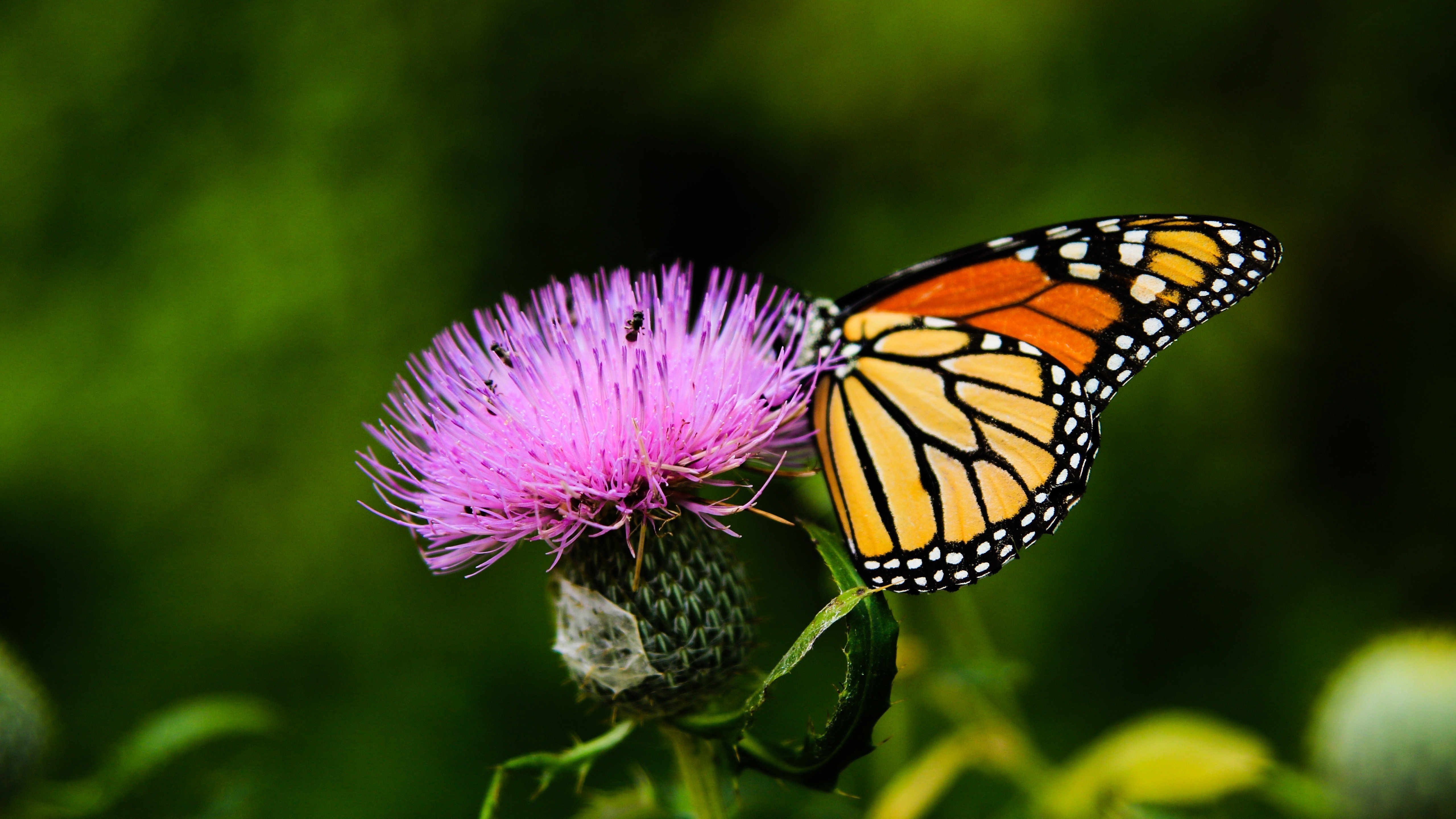 Orange And Black Butterfly On Purple Flower 5k Wallpaper - Monarch Butterfly - HD Wallpaper 