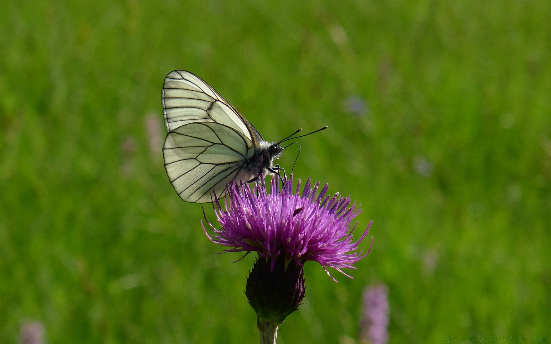 Insects Nature Butterfly Insect Summer Grass Outdoors - 16:10 Aspect Ratio - HD Wallpaper 
