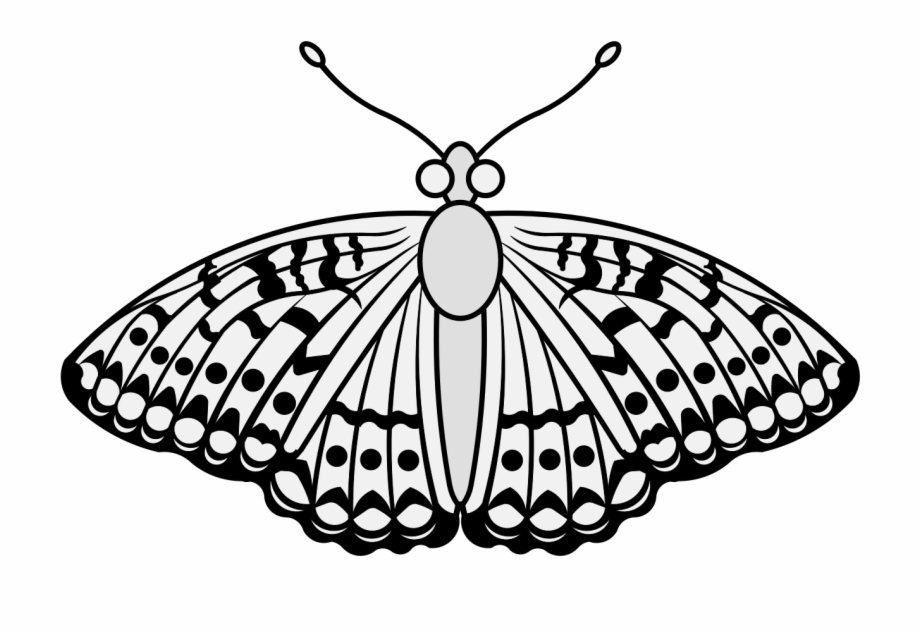 Butterfly Papilio Machaon - Papilio Machaon - HD Wallpaper 