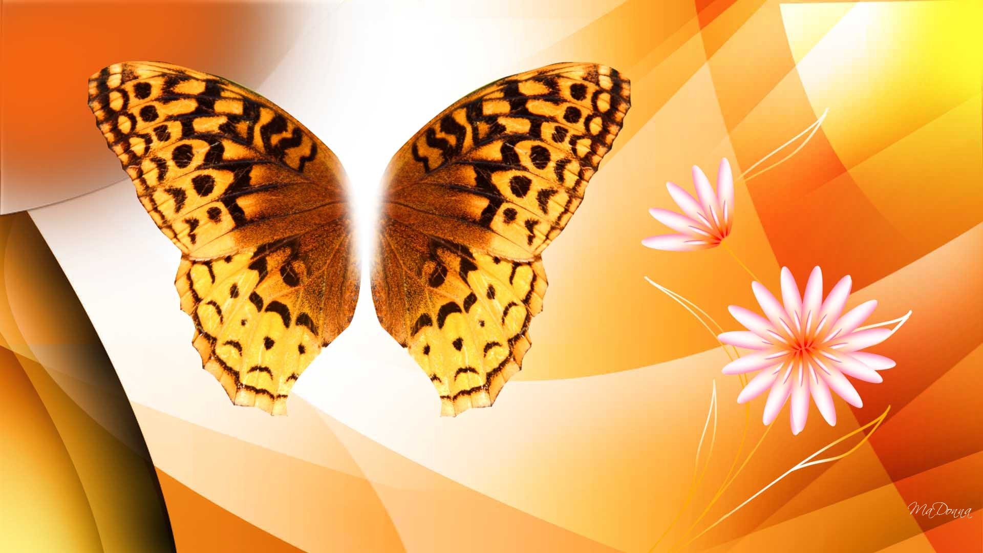 Beautiful Butterfly Backgrounds - HD Wallpaper 