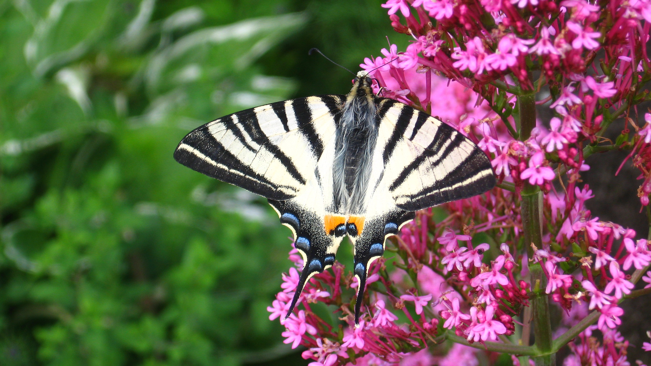 Black Butterfly Wallpaper - HD Wallpaper 