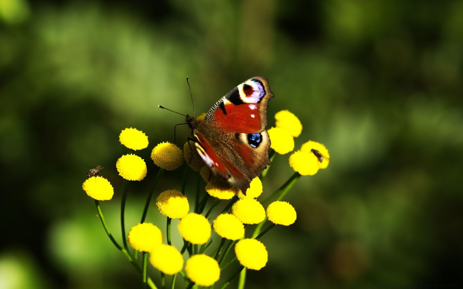 Insects Butterfly Nature Insect Color Bright Wildlife - Wallpaper - HD Wallpaper 