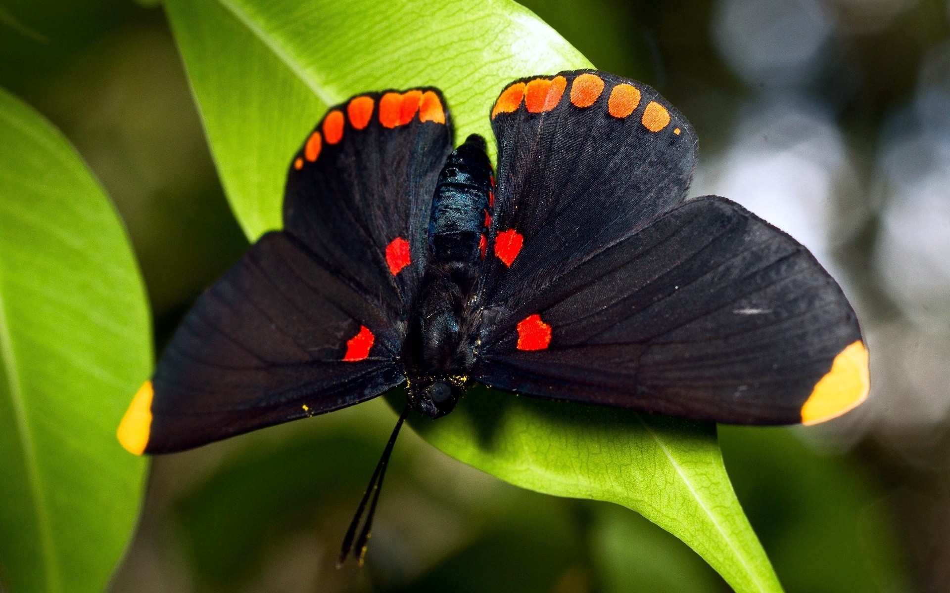 Black Red Butterflys - HD Wallpaper 