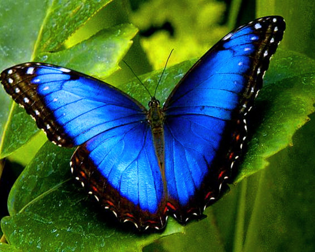 Butterfly Wallpapers - Real Nature Blue Butterfly - HD Wallpaper 