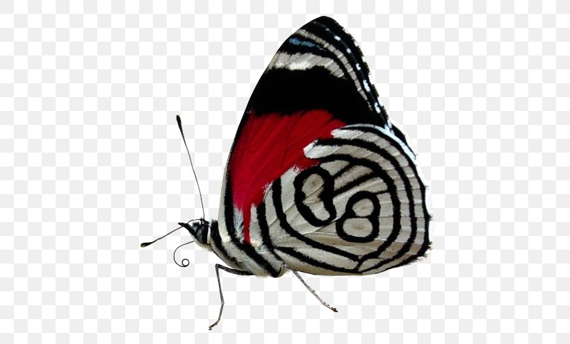 Desktop Wallpaper Color Butterfly Black And White, - Red And White On Black - HD Wallpaper 