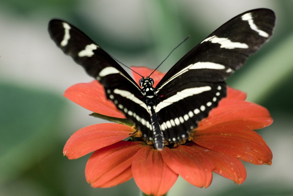 Download Wallpaper Big Black And White Butterfly On - Big Butterfly In A Flower - HD Wallpaper 
