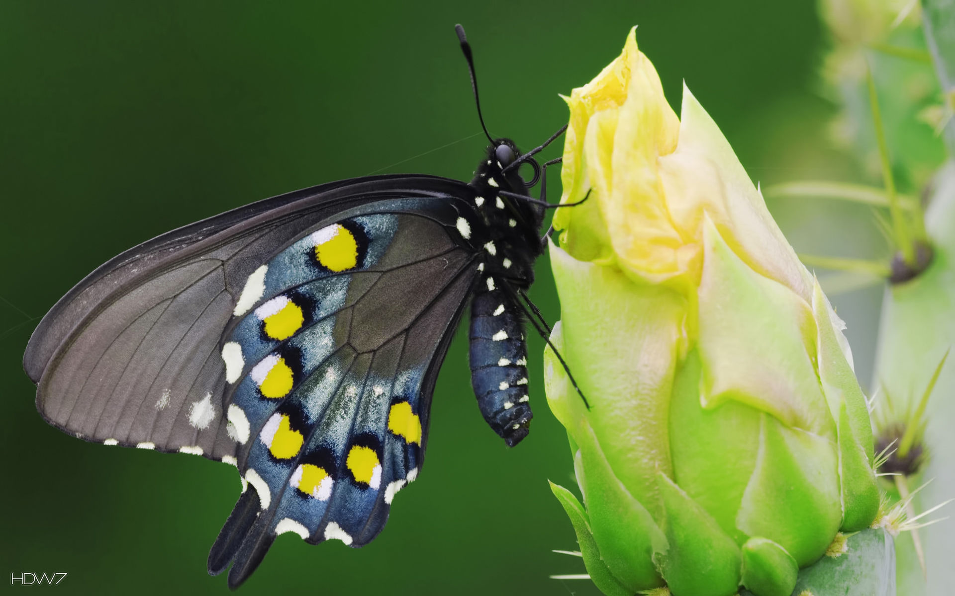 Black Butterfly With Yellow Dots On A Flower Wallpaper - Pipevine Swallowtail Butterfly - HD Wallpaper 