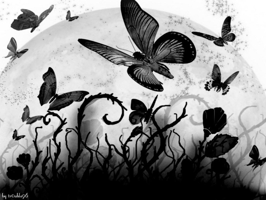Black Butterfly Images Hd - 1024x768 Wallpaper Black Butterfly Images Hd - 1024x768 Wallpaper